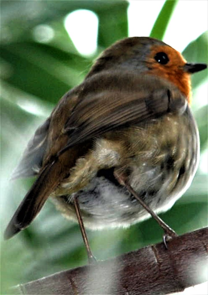 The picture of a robin I took at mum's request. 
 